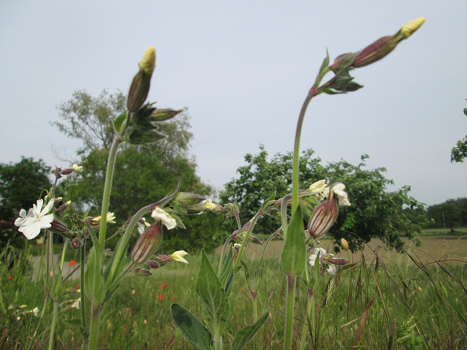 Bladder Campion photo 8