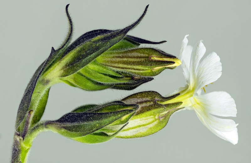 Bladder Campion photo 2