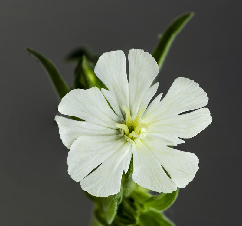 Bladder Campion photo 3