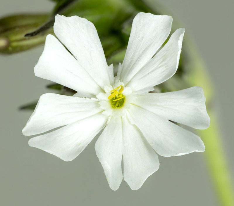 Bladder Campion photo 4