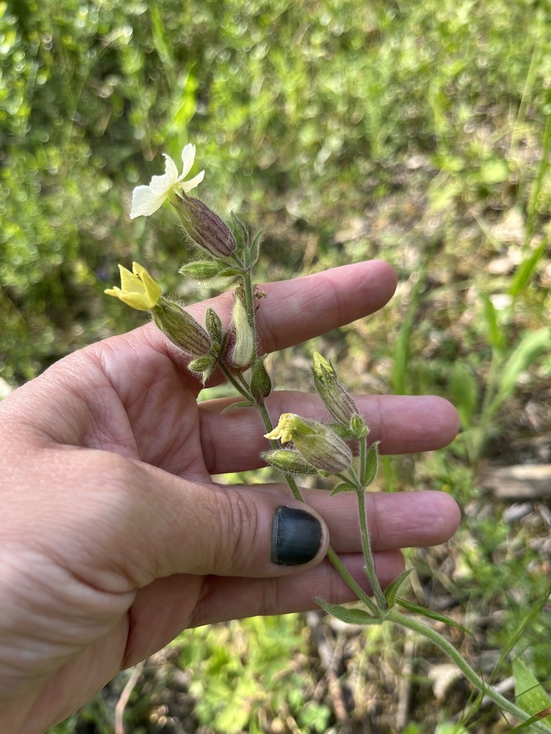 Silene latifolia subsp. latifolia