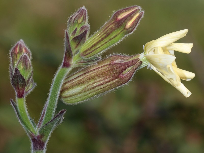 Silene latifolia subsp. latifolia photo 2