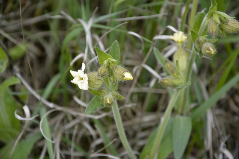 Silene latifolia subsp. latifolia photo 3