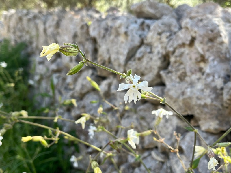 Silene latifolia subsp. latifolia photo 4