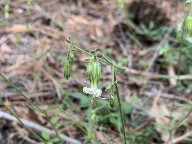 Lemmon's Catchfly photo 2