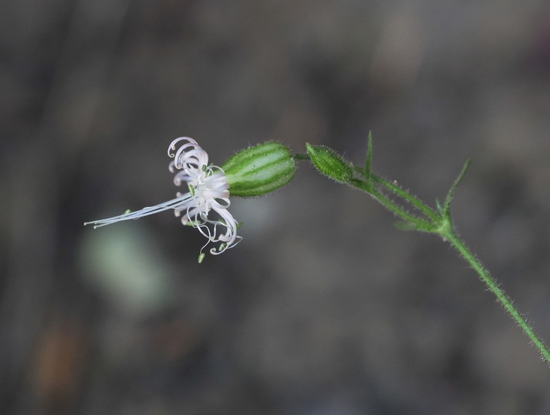 Lemmon's Catchfly photo 3