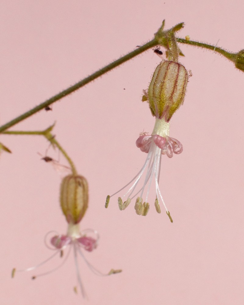 Lemmon's Catchfly photo 4