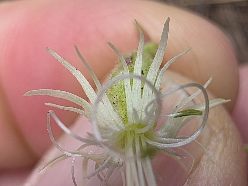Lemmon's Catchfly photo 5
