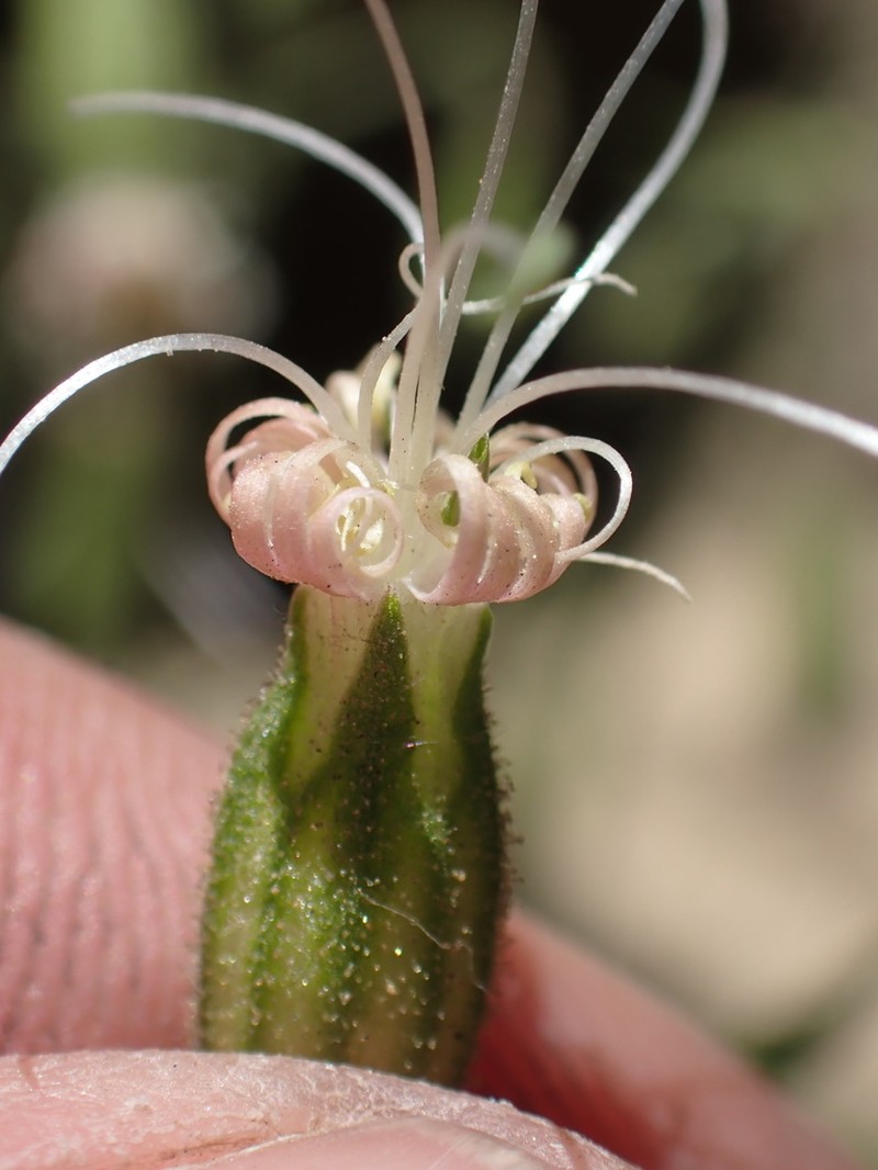 Lemmon's Catchfly photo 6
