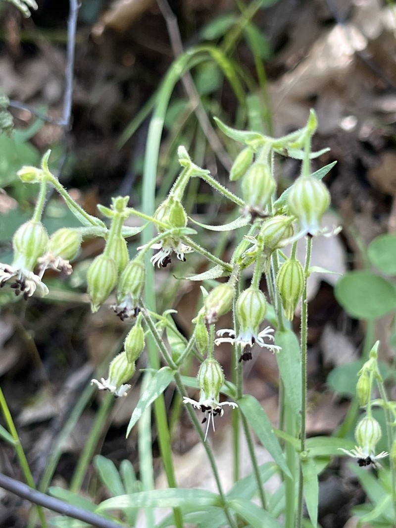 Lemmon's Catchfly photo 7