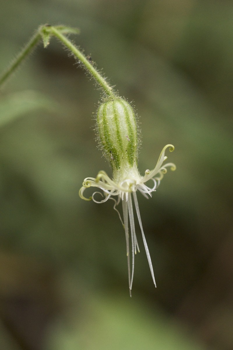 Lemmon's Catchfly