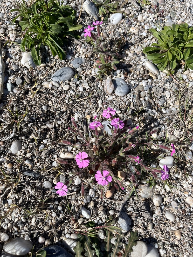 Silene littorea subsp. adscendens
