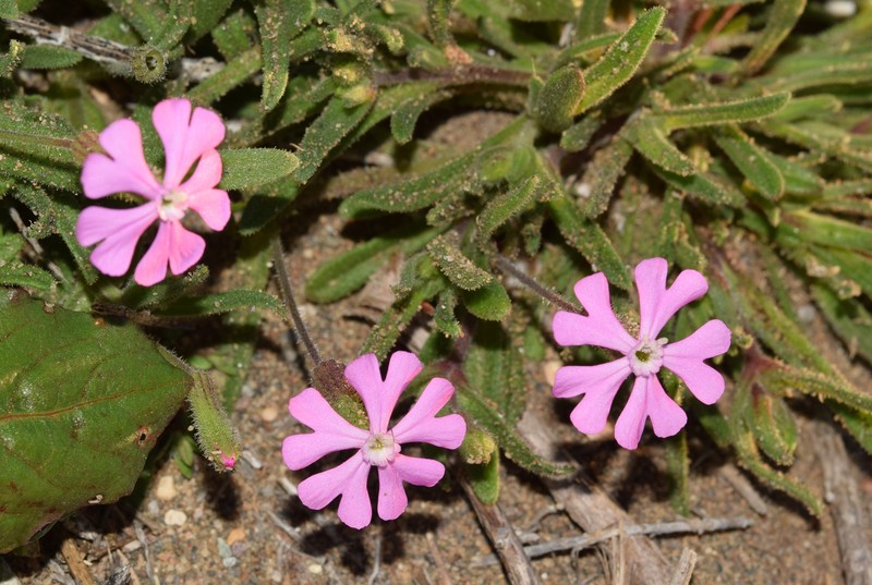 Silene littorea subsp. adscendens photo 2