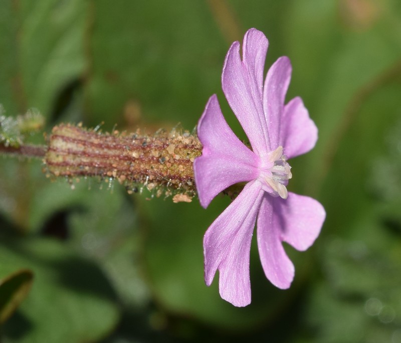 Silene littorea subsp. adscendens photo 3