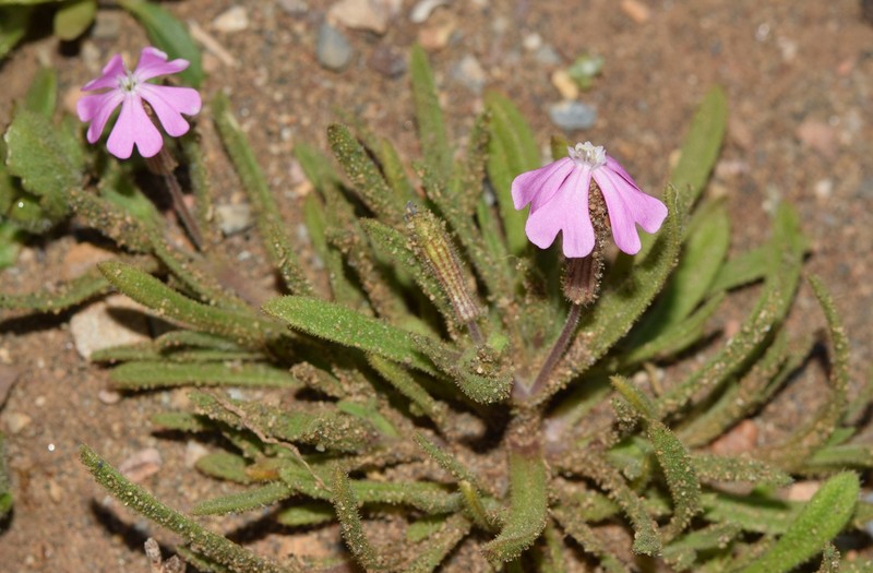 Silene littorea subsp. adscendens photo 4