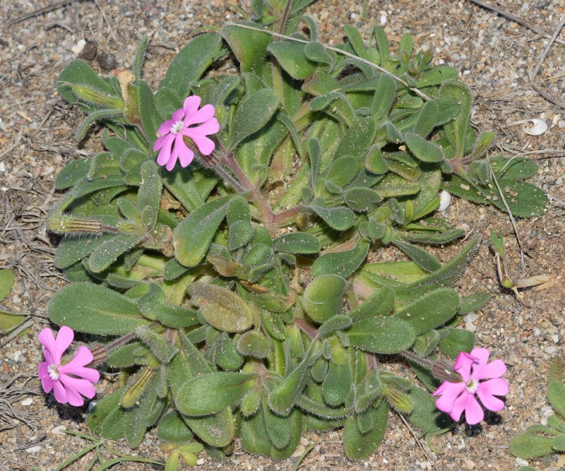 Silene littorea subsp. littorea
