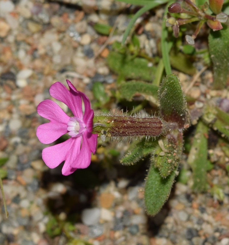 Silene littorea subsp. littorea photo 2