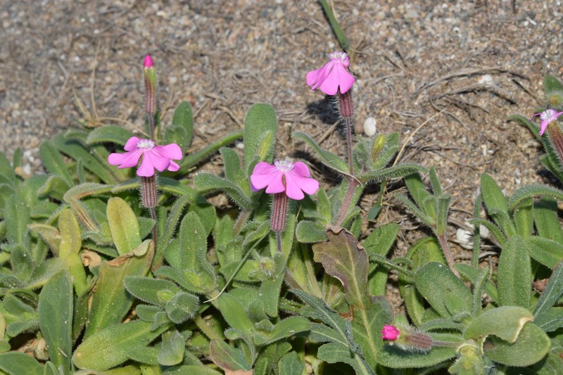 Silene littorea subsp. littorea photo 3
