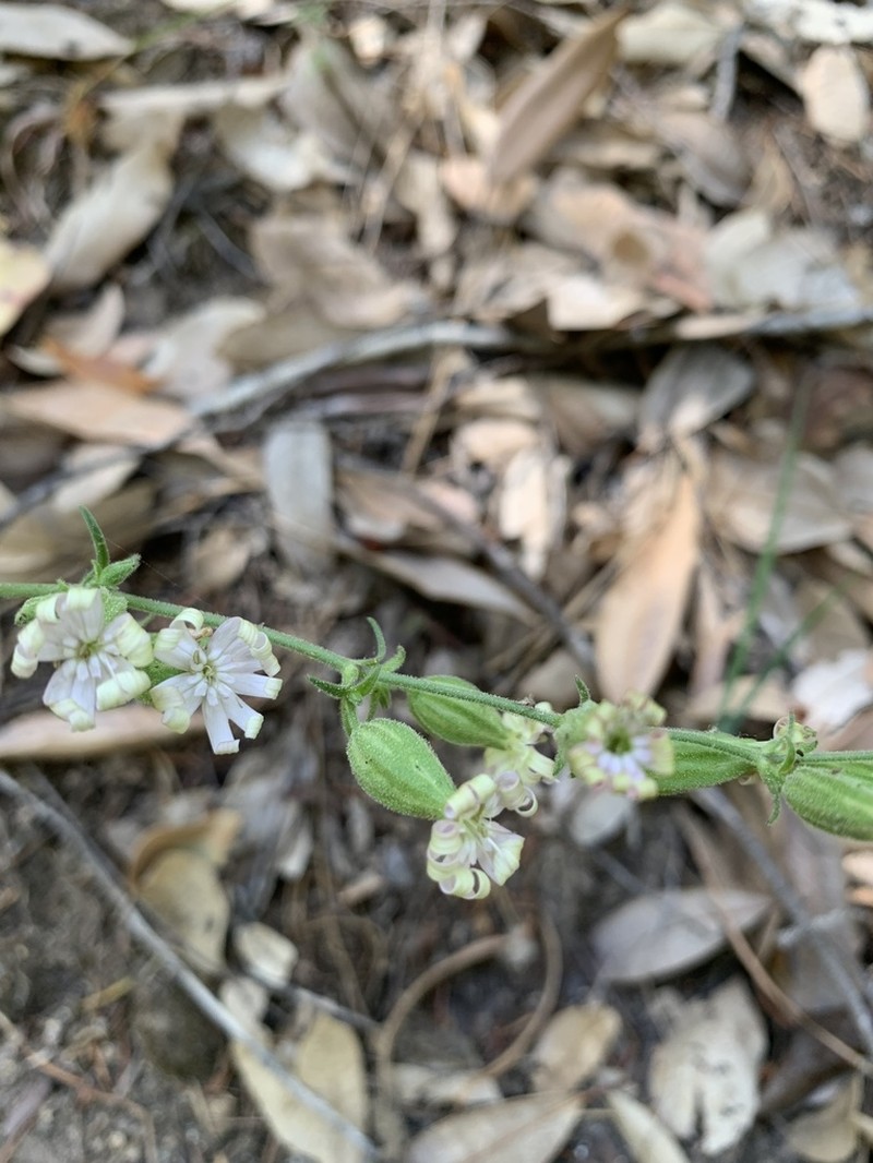 Marble Mountain Catchfly photo 2