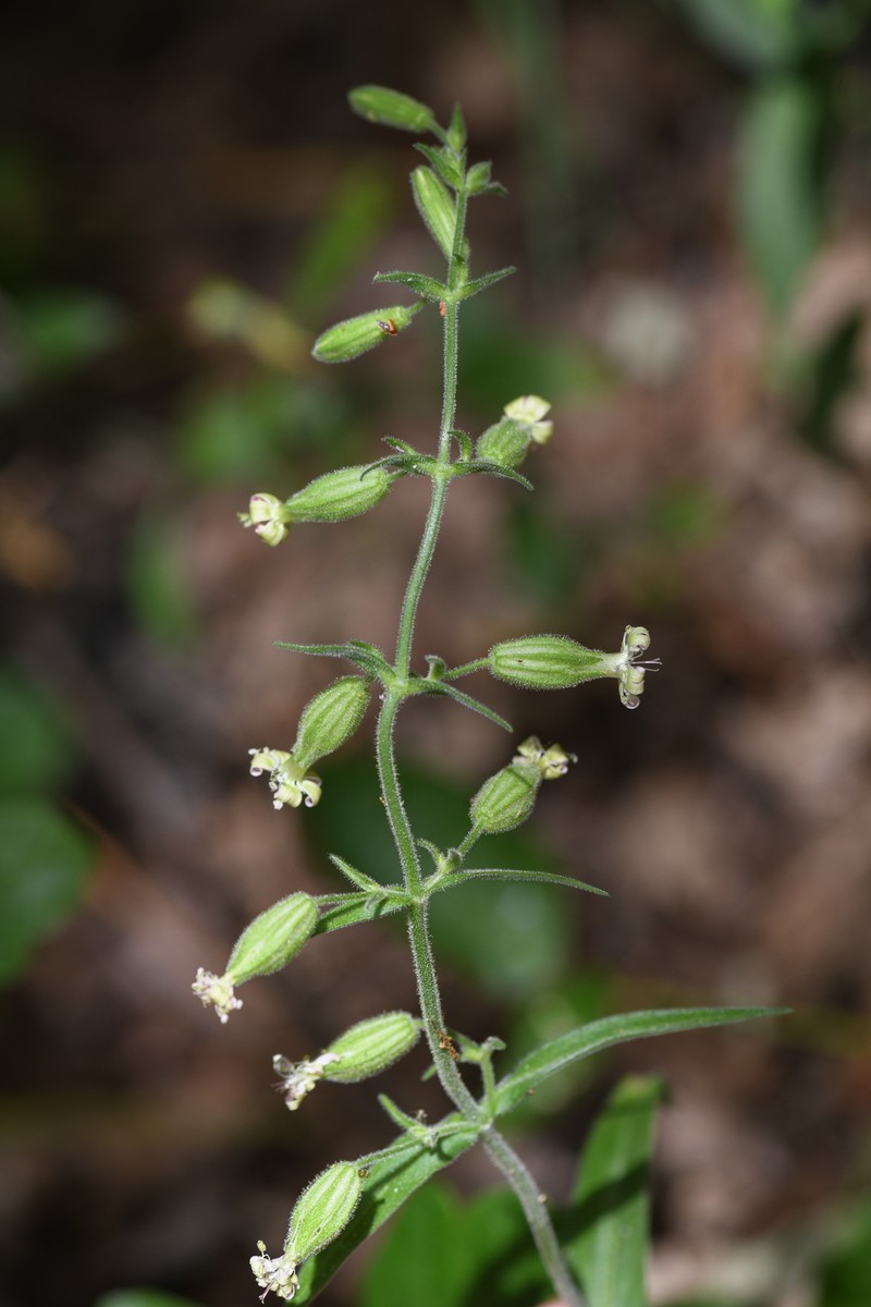 Marble Mountain Catchfly photo 3