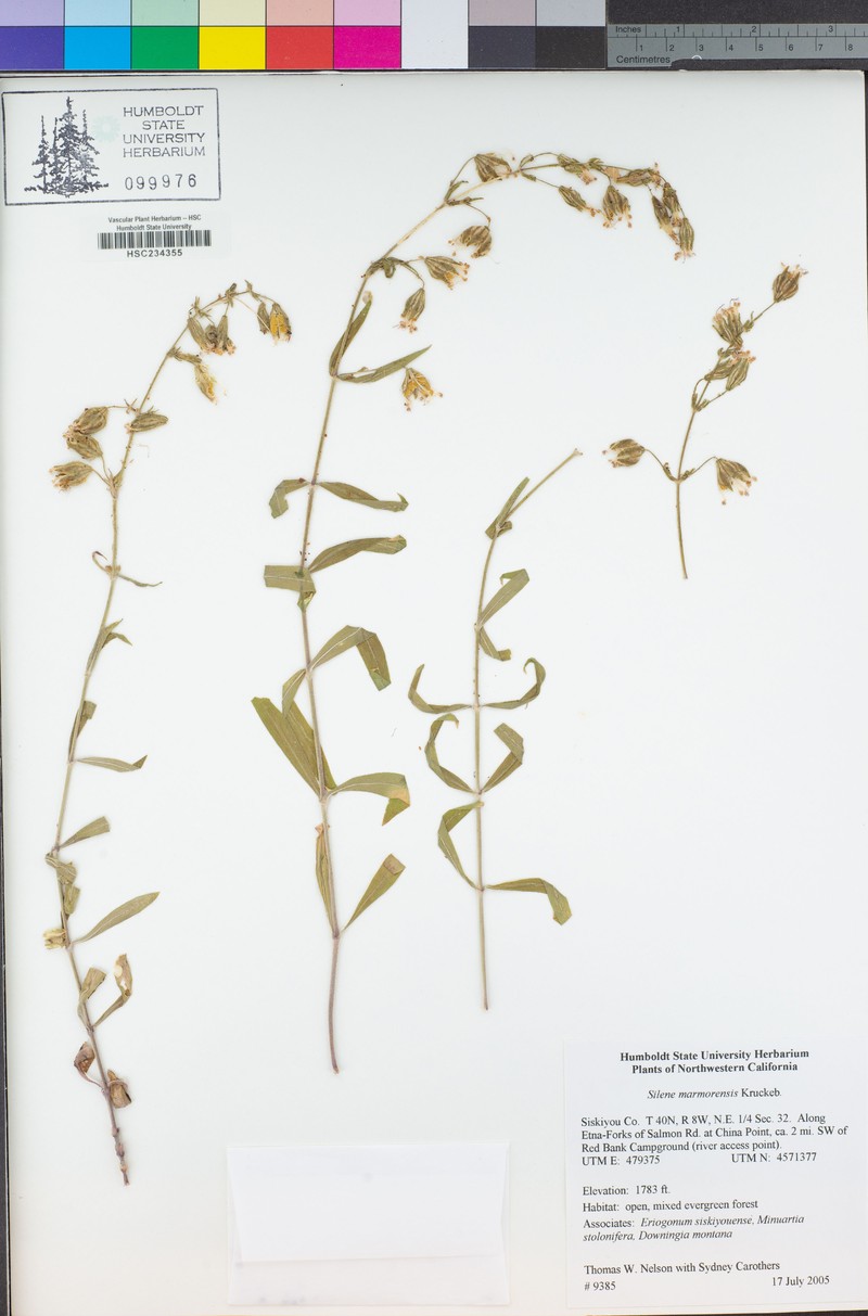 Marble Mountain Catchfly photo 5