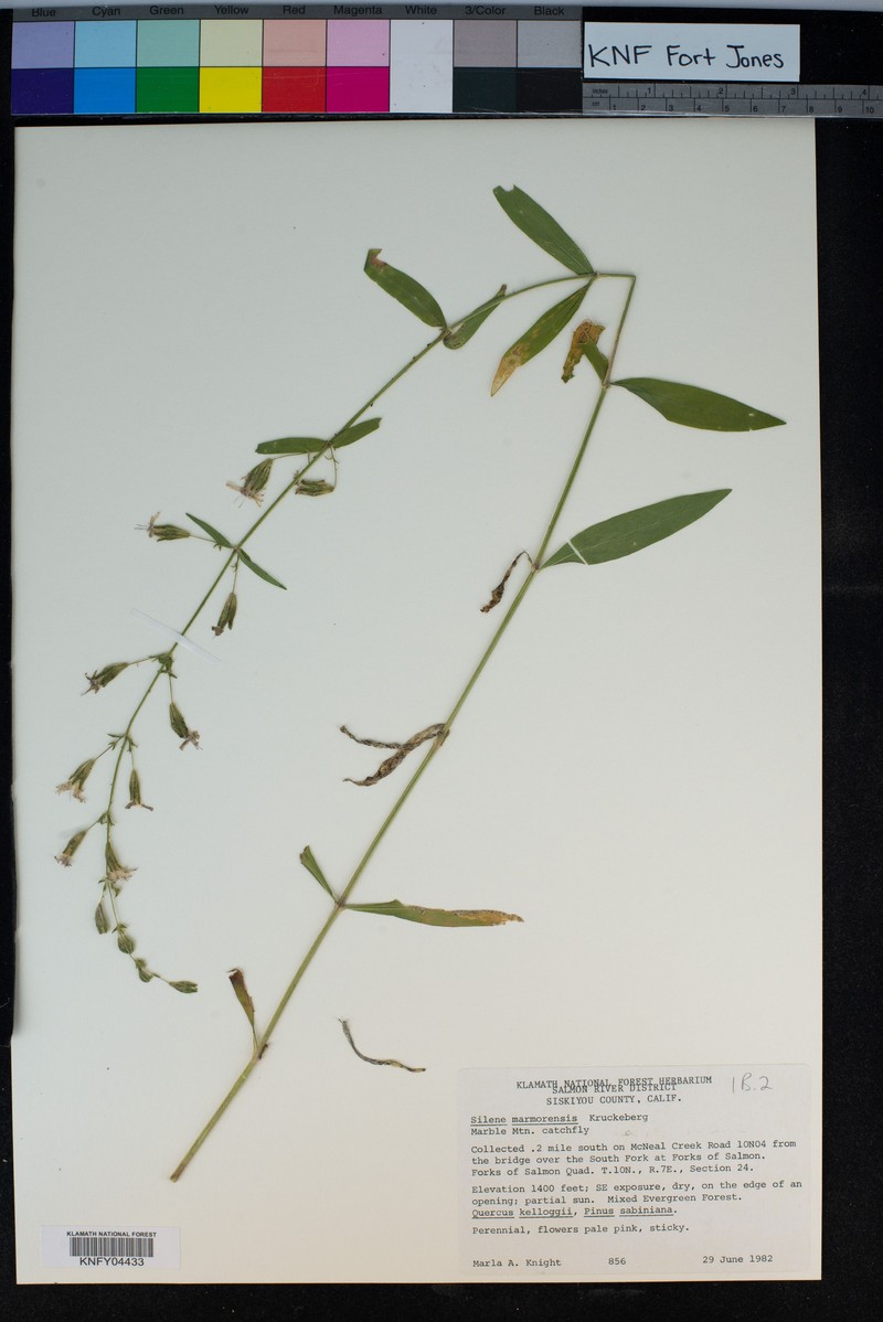 Marble Mountain Catchfly photo 6