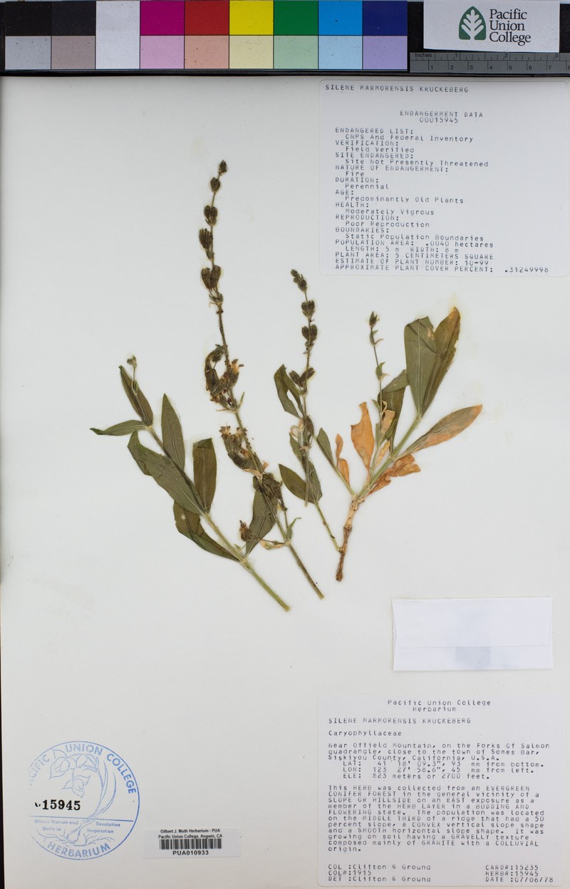 Marble Mountain Catchfly photo 7