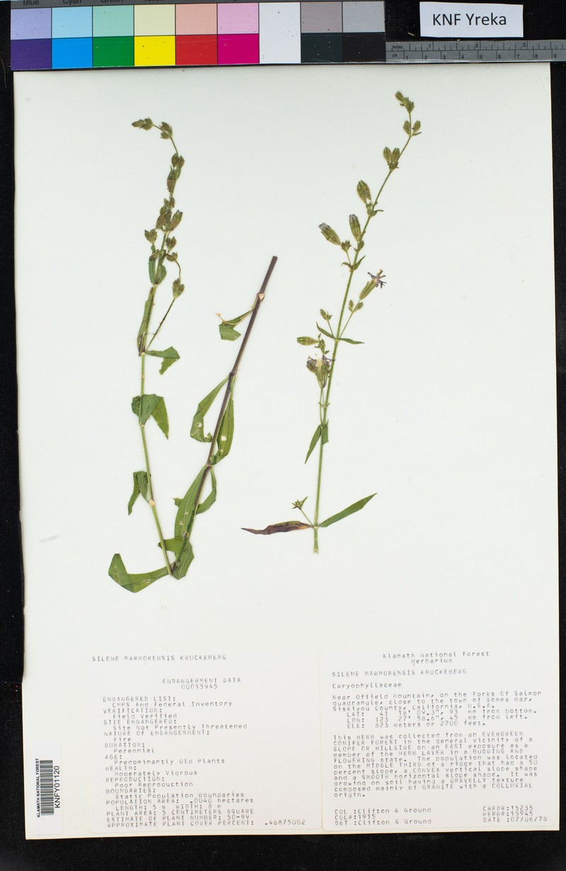 Marble Mountain Catchfly photo 8