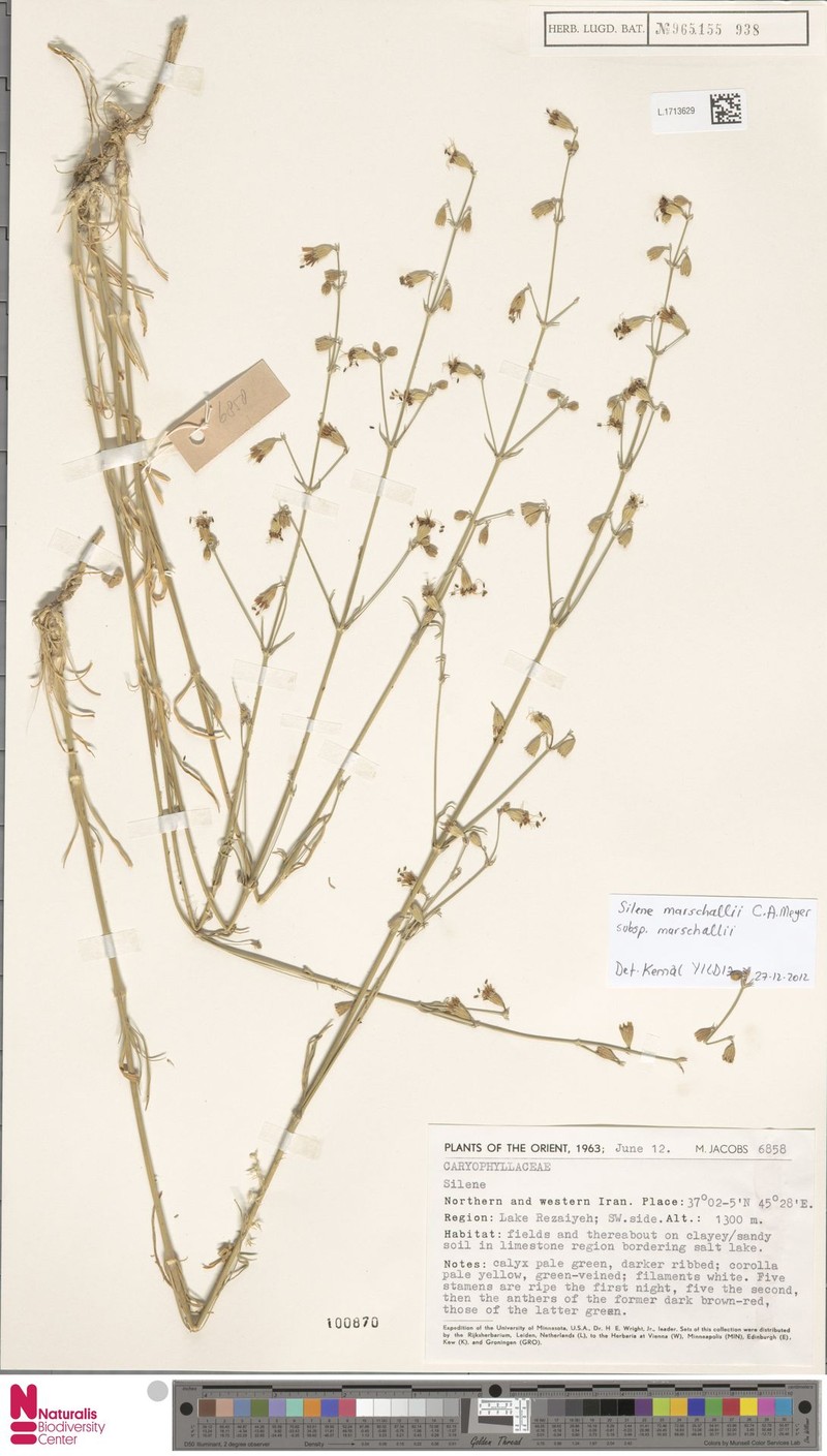 Silene marschallii subsp. marschallii