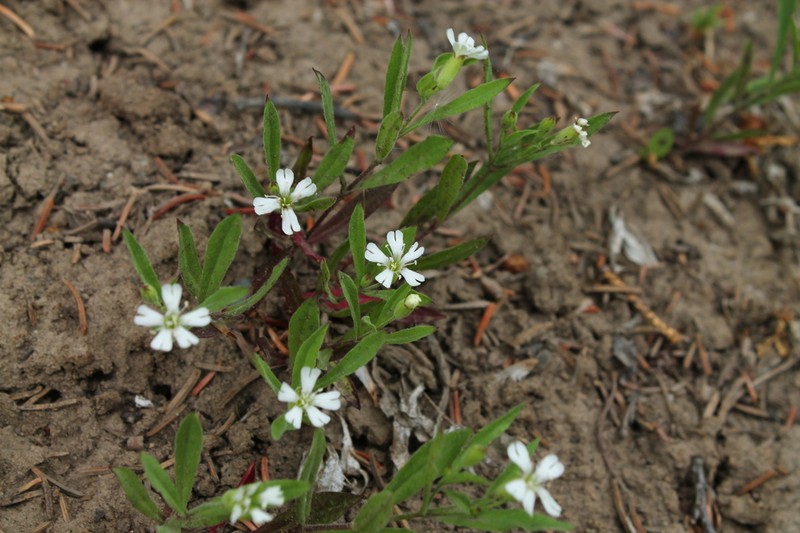 Menzies' Campion photo 3