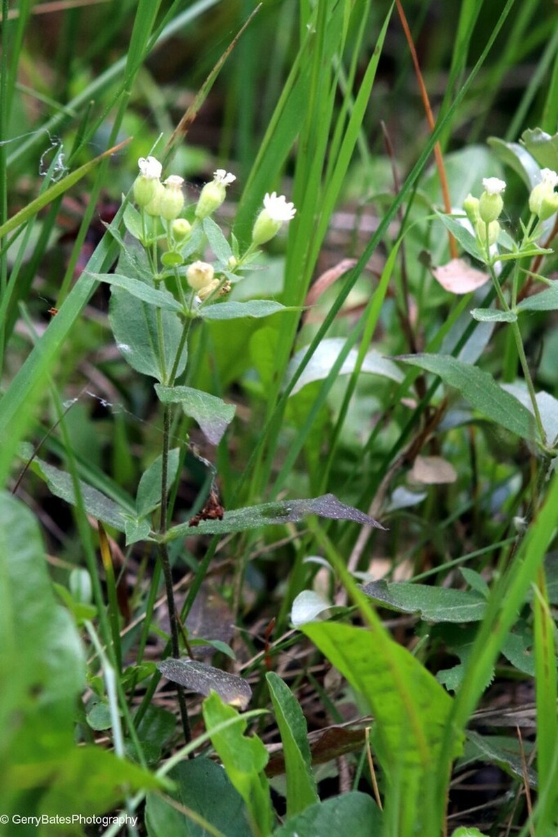 Menzies' Campion photo 4