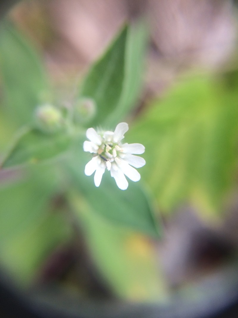 Menzies' Campion photo 6