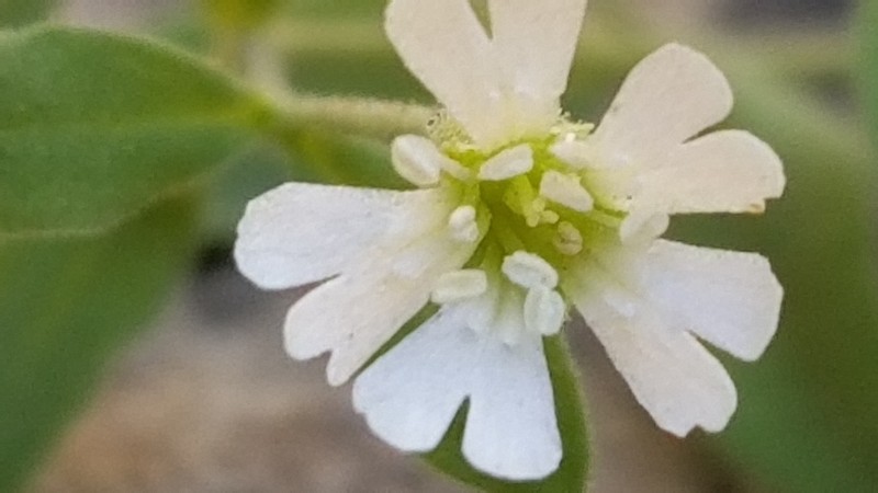 Menzies' Campion photo 7
