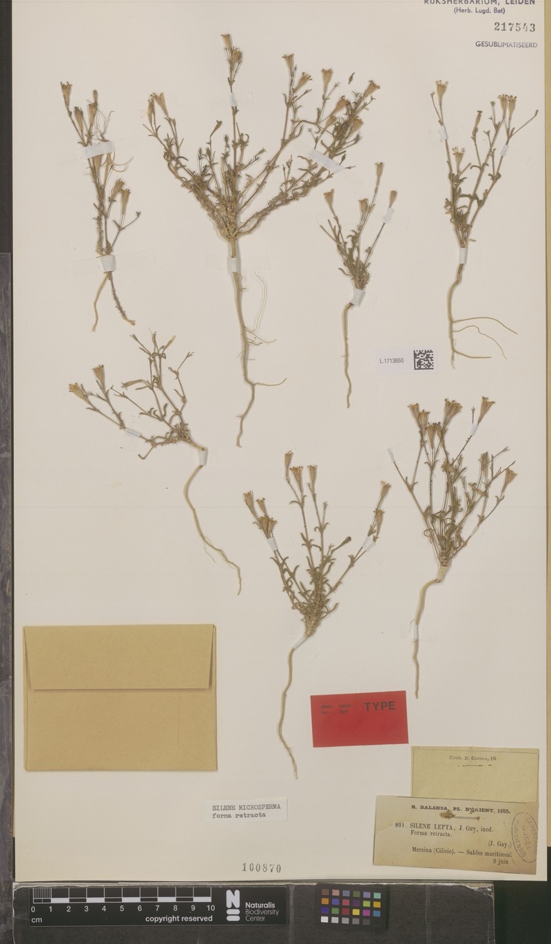 Silene microsperma subsp. maritima