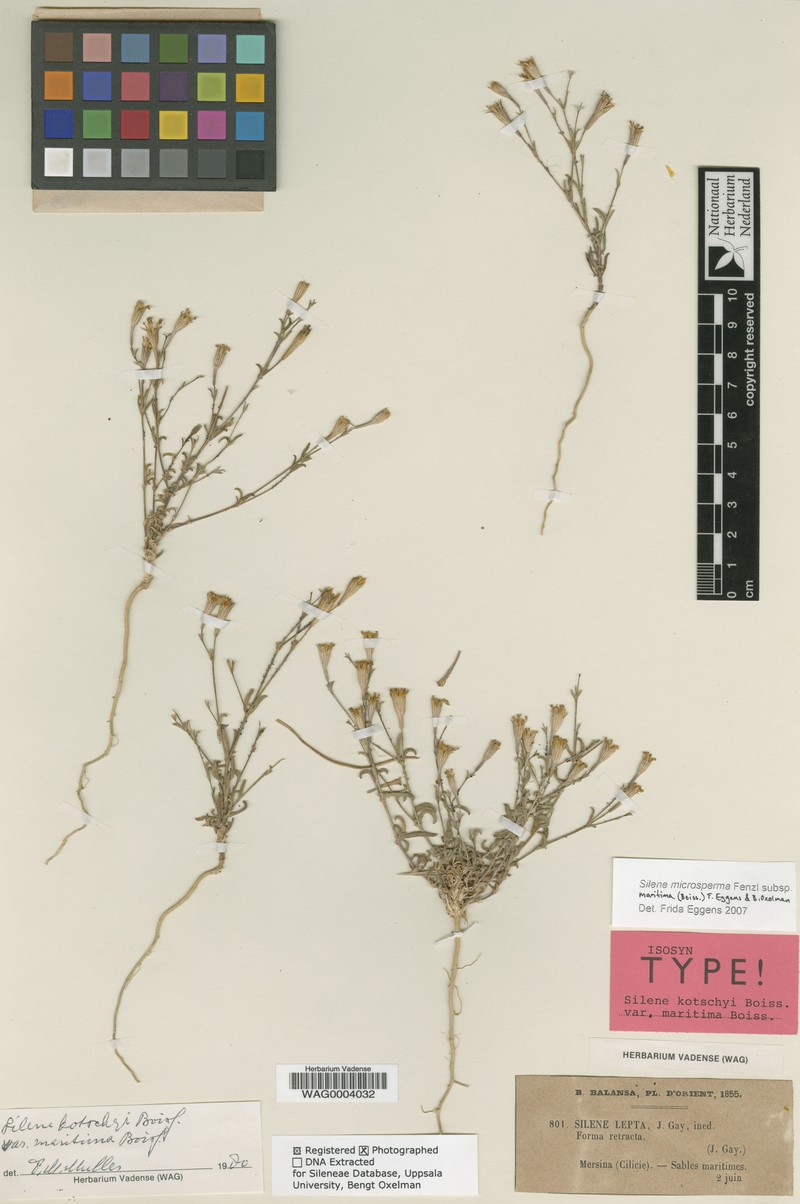 Silene microsperma subsp. maritima photo 2