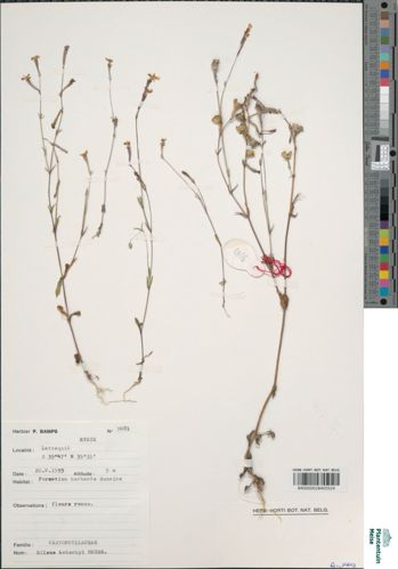 Silene microsperma subsp. microsperma