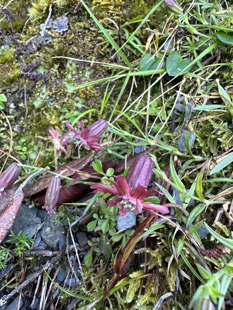 Silene morrisonmontana var. morrisonmontana
