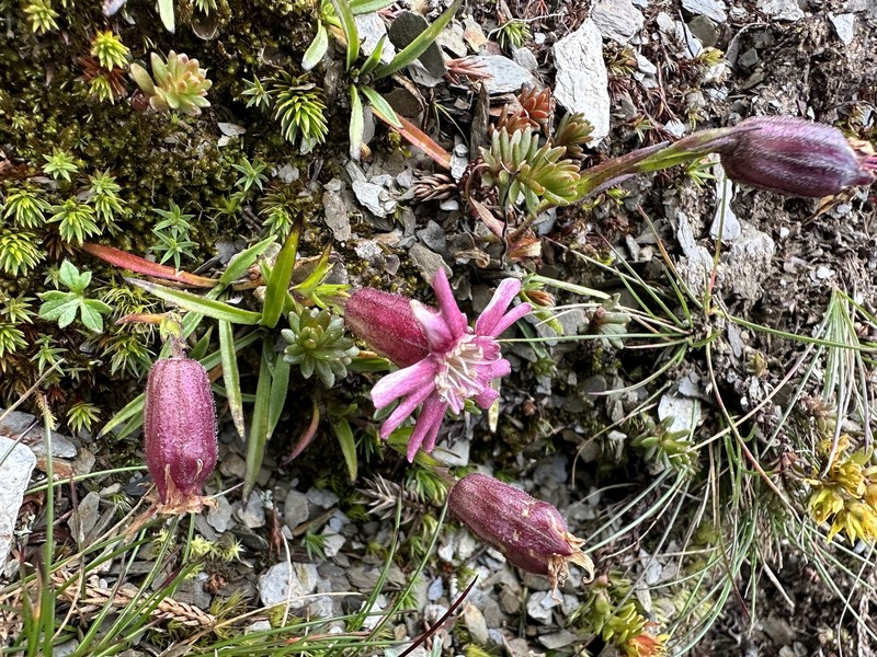 Silene morrisonmontana var. morrisonmontana photo 2