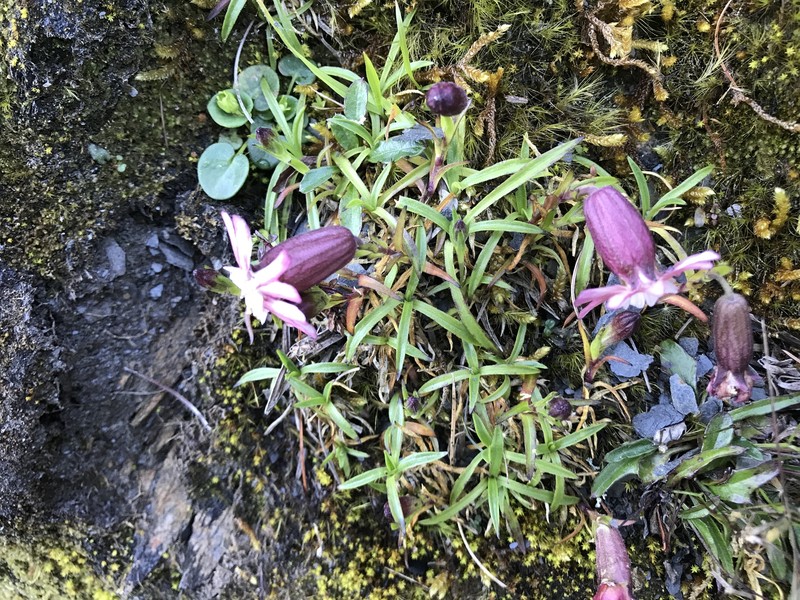 Silene morrisonmontana var. morrisonmontana photo 3