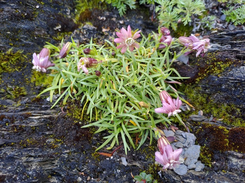 Silene morrisonmontana var. morrisonmontana photo 4