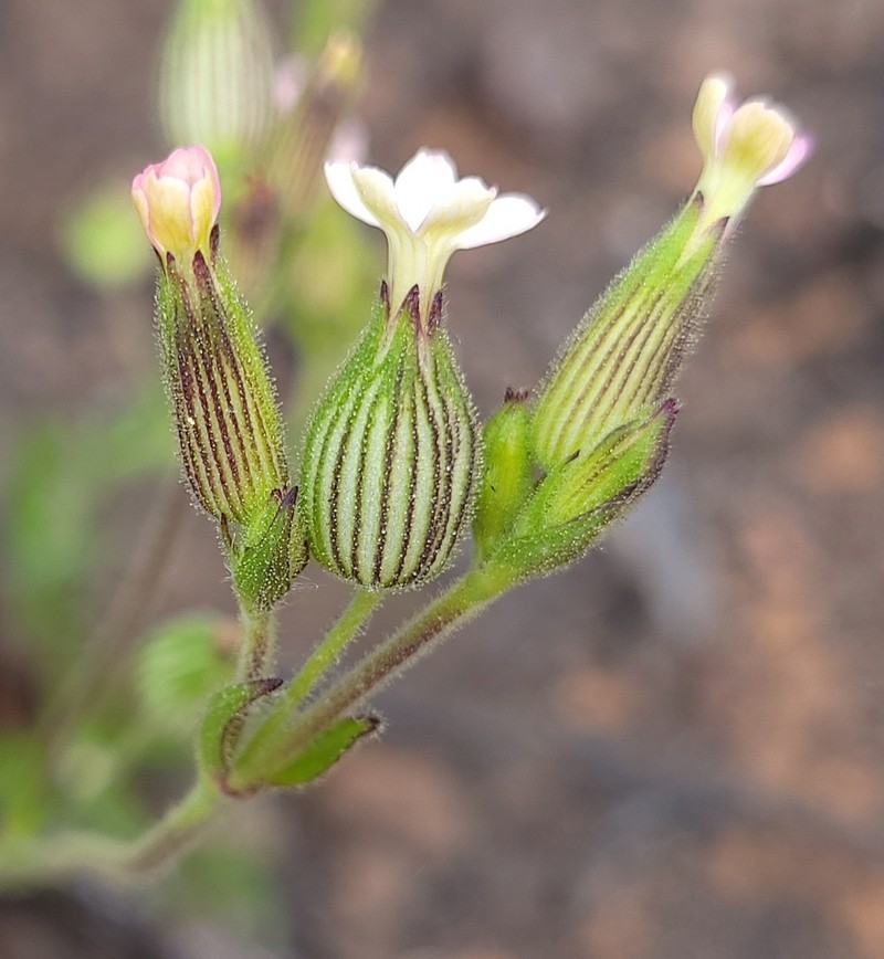 Manynerve Catchfly photo 2
