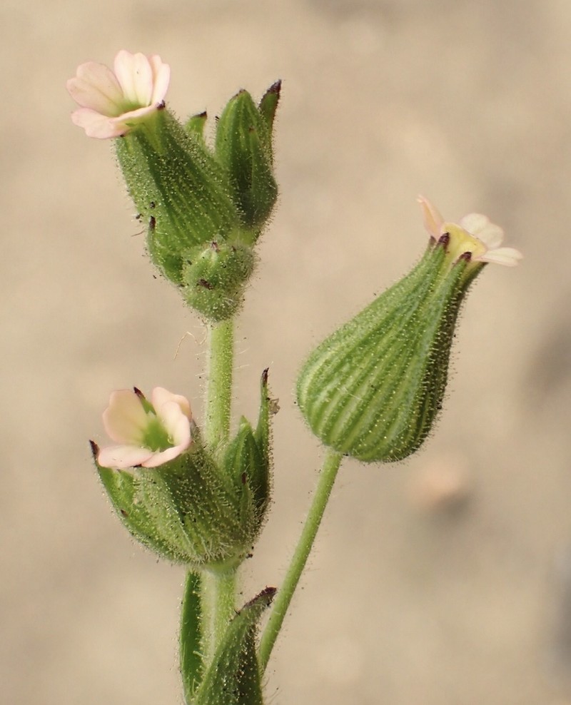 Manynerve Catchfly photo 3