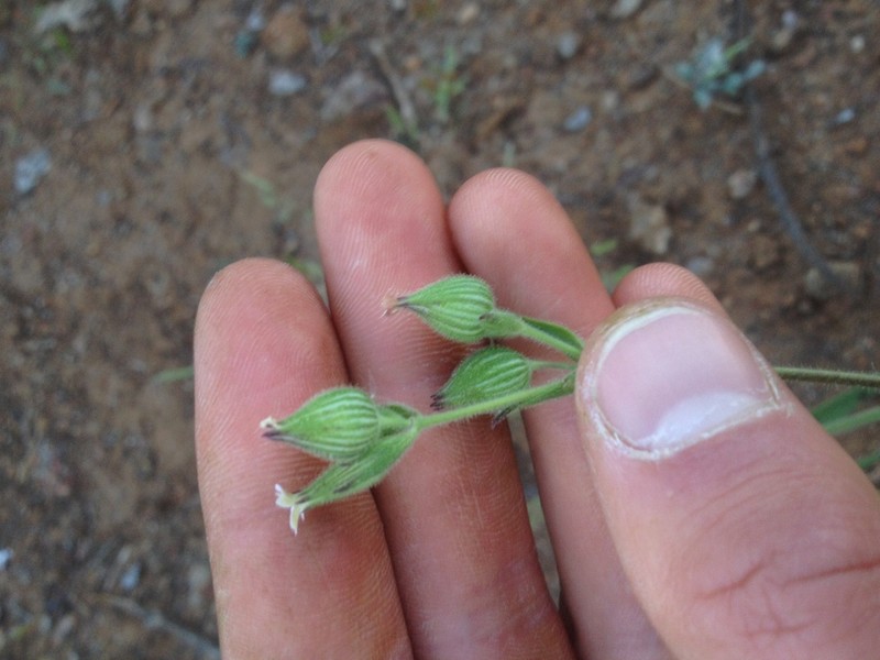 Manynerve Catchfly photo 4
