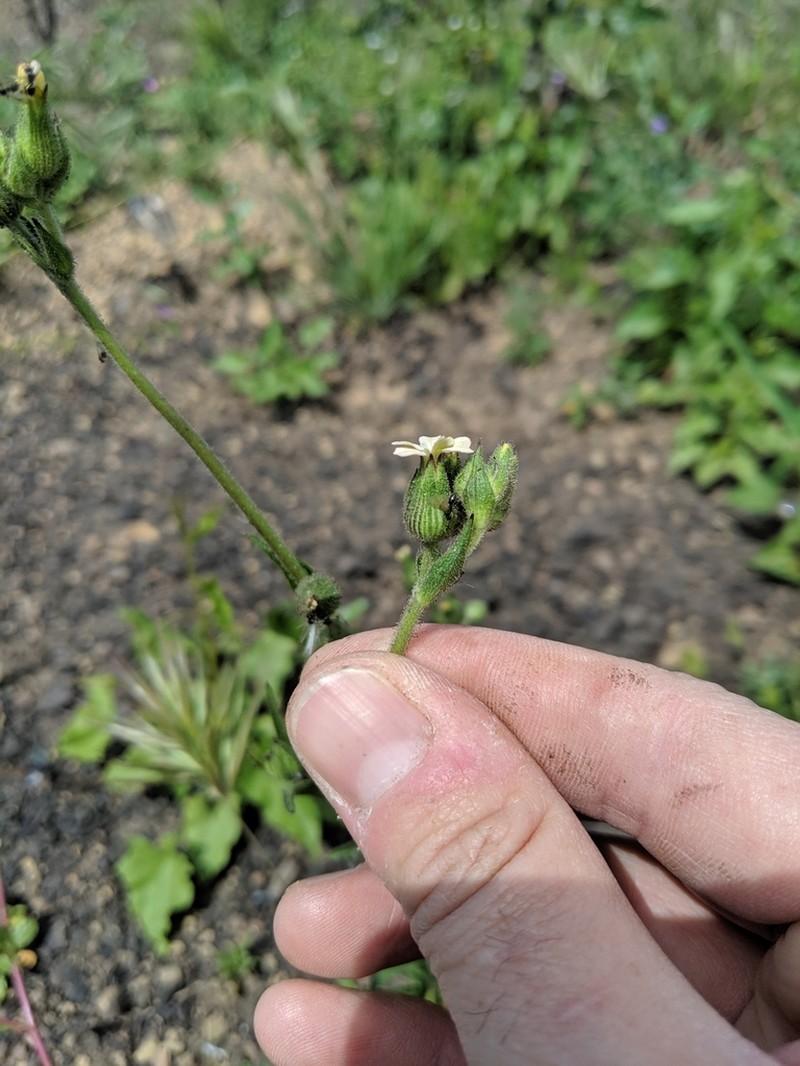 Manynerve Catchfly photo 5