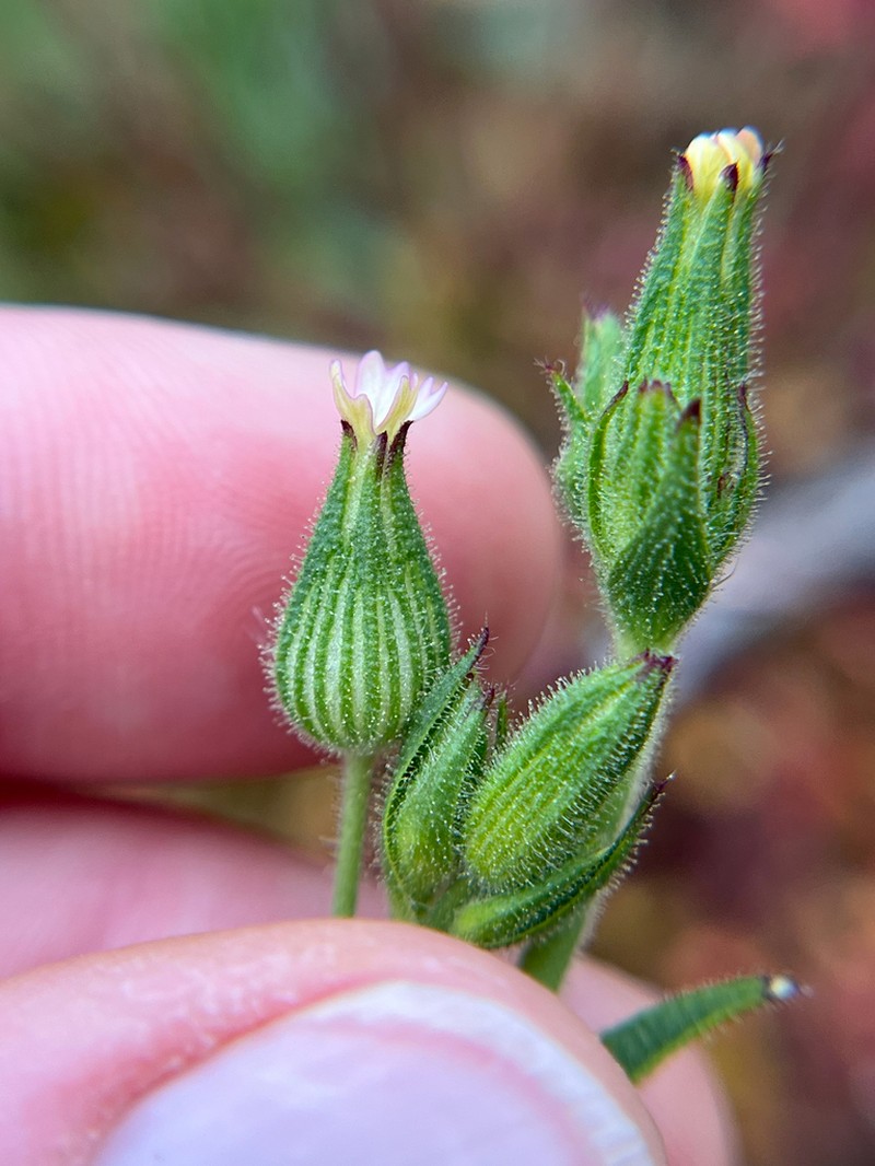 Manynerve Catchfly photo 6