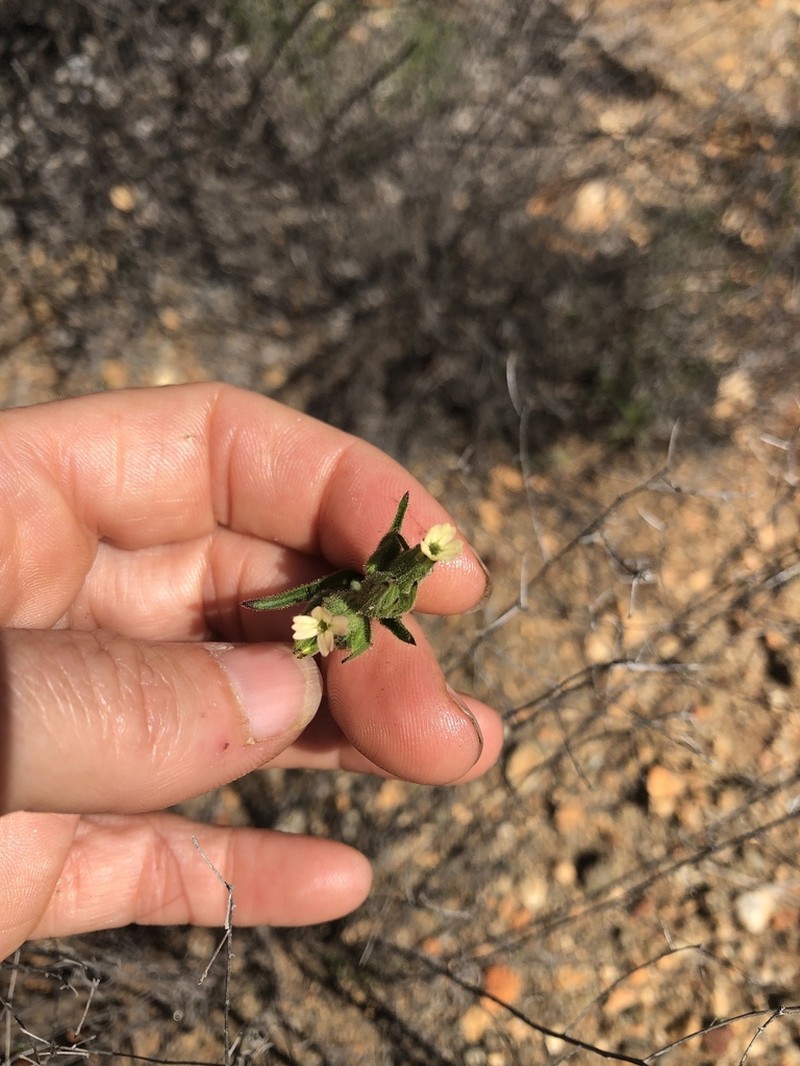 Manynerve Catchfly photo 7