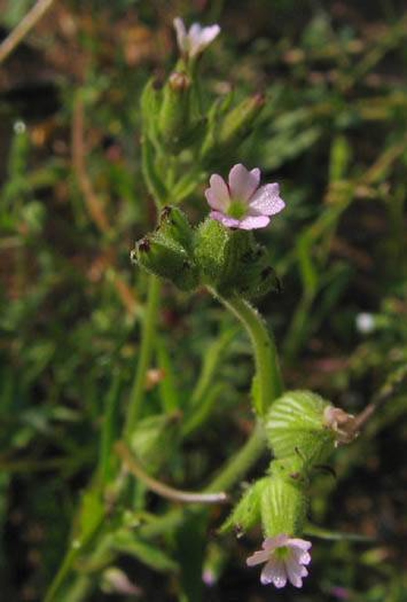 Manynerve Catchfly