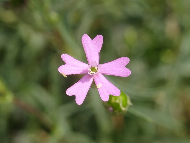Silene muscipula subsp. deserticola