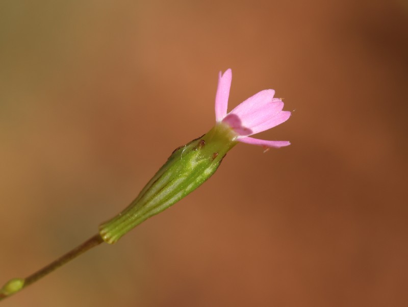 Silene muscipula subsp. deserticola photo 2
