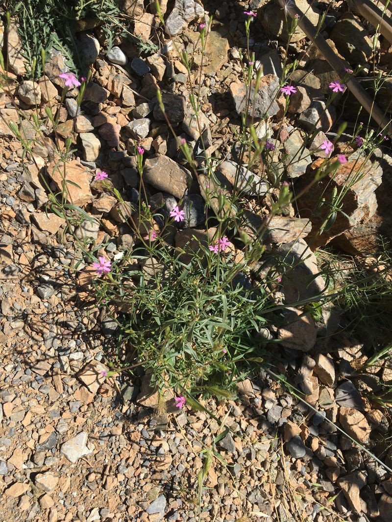 Silene muscipula subsp. deserticola photo 3